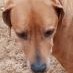 Rescue Dog